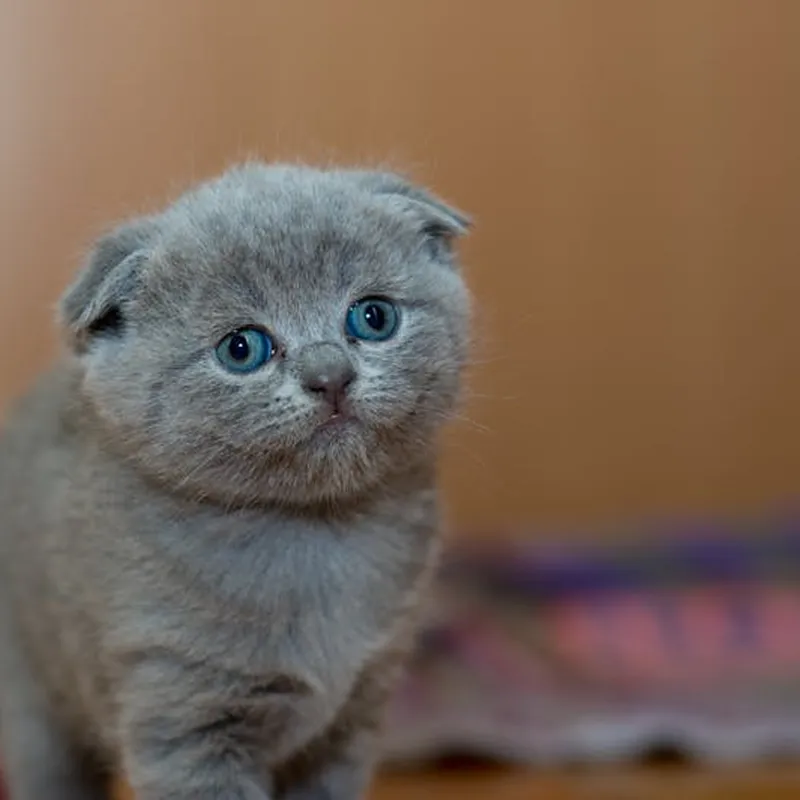 Scottish Fold Kitten