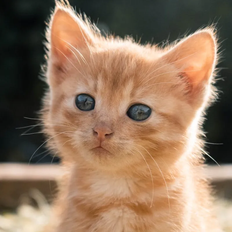 Cute Ginger Kitten