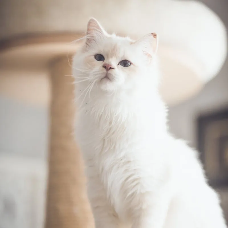 White Ragdoll