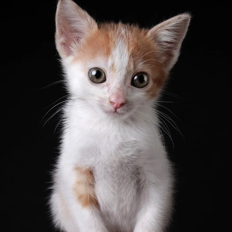Kitten Looking at Camera