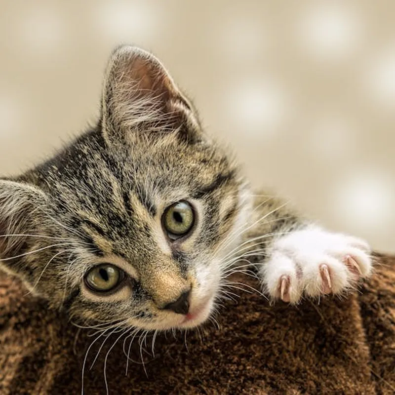 Fluffy Tabby Kitten