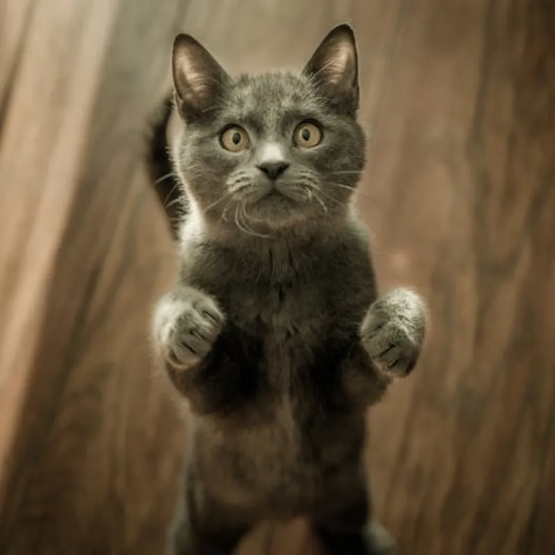 Cute Gray Kitten